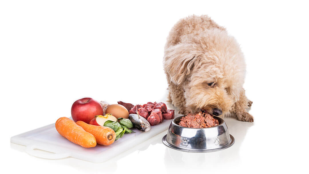 Feeding dog shop raw hamburger